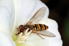 Attēlu rezultāti vaicājumam “Episyrphus balteatus”