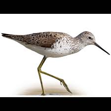 Attēlu rezultāti vaicājumam “Tringa stagnatilis adult”