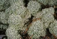 Attēlu rezultāti vaicājumam “Cladonia stellaris”