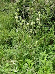 Image result for Dipsacus laciniatus