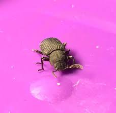 Attēlu rezultāti vaicājumam “Bolitophagus reticulatus imago”