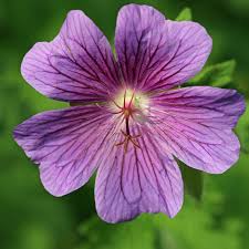 Image result for Geranium `Purple Haze`