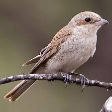 Attēlu rezultāti vaicājumam “Lanius collurio female”