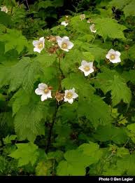 Attēlu rezultāti vaicājumam “Rubus parviflorus”