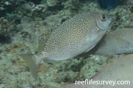 Image result for Siganus rivulatus