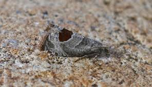 Attēlu rezultāti vaicājumam “Epiblema grandaevana”