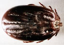 Attēlu rezultāti vaicājumam “Dermacentor reticulatus female”