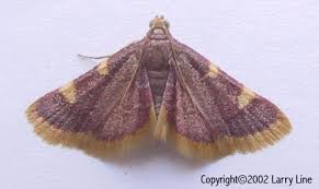 Attēlu rezultāti vaicājumam “Hypsopygia costalis”