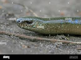 Attēlu rezultāti vaicājumam “Anguis fragilis adult”