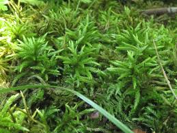 Attēlu rezultāti vaicājumam “Pottiales”