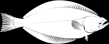 Image result for Reinhardtius hippoglossoides