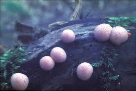 Attēlu rezultāti vaicājumam “Diderma chondrioderma spores”