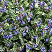 Image result for Pulmonaria Silverado