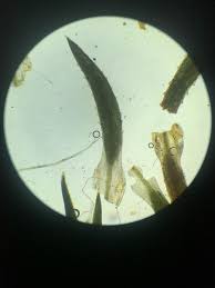 Attēlu rezultāti vaicājumam “Pogonatum dentatum”