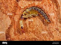 Attēlu rezultāti vaicājumam “Raphidia larva”