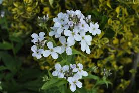 Attēlu rezultāti vaicājumam “Hesperis matronalis bud”