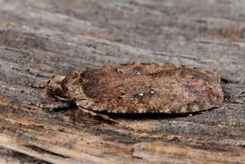 Attēlu rezultāti vaicājumam “Agonopterix ciliella”