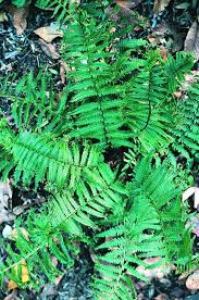 Attēlu rezultāti vaicājumam “Cribraria costata”