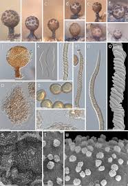Attēlu rezultāti vaicājumam “Trichia sp.”