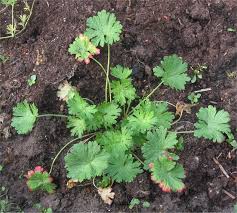 Attēlu rezultāti vaicājumam “Geranium pusillum leaf”