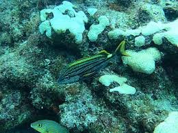 Image result for Haemulon carbonarium