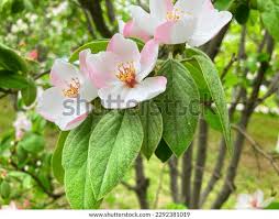Attēlu rezultāti vaicājumam “Cydonia oblonga flower”