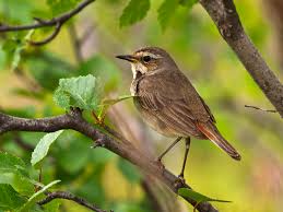 Attēlu rezultāti vaicājumam “Luscinia svecica”