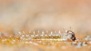 Attēlu rezultāti vaicājumam “Orthosia sp. larva”