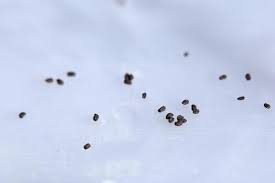 Attēlu rezultāti vaicājumam “Scrophularia nodosa fruit”