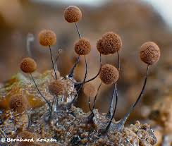 Attēlu rezultāti vaicājumam “Stemonitopsis aequalis var. microspora macro”