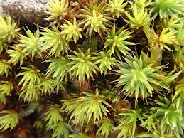 Attēlu rezultāti vaicājumam “Polytrichum piliferum”
