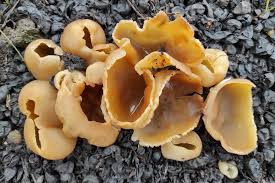 Attēlu rezultāti vaicājumam “Peziza varia”