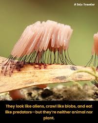 Attēlu rezultāti vaicājumam “Cribraria argillacea stalked”