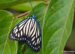 Attēlu rezultāti vaicājumam “Zygaenidae”