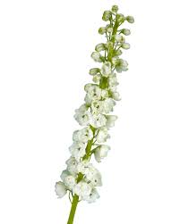 Image result for Delphinium