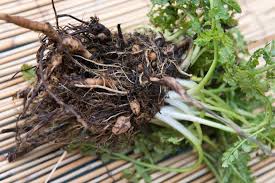 Attēlu rezultāti vaicājumam “Lathyrus tuberosus”