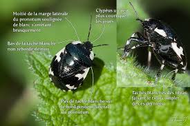 Attēlu rezultāti vaicājumam “Tritomegas bicolor imago”