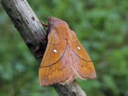 Attēlu rezultāti vaicājumam “Lasiocampidae”