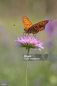 Attēlu rezultāti vaicājumam “Argynnis aglaja”