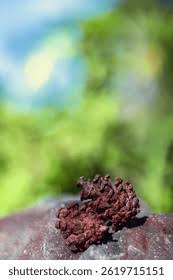 Attēlu rezultāti vaicājumam “Metatrichia sp.”