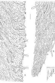 Attēlu rezultāti vaicājumam “Dentipellis fragilis”