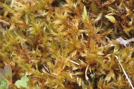 Attēlu rezultāti vaicājumam “Tomentypnum nitens”