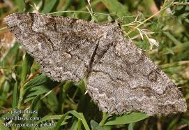 Attēlu rezultāti vaicājumam “Alcis repandata”