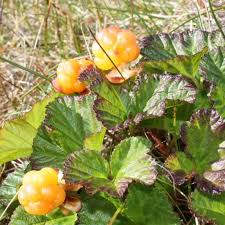Attēlu rezultāti vaicājumam “Rubus chamaemorus”
