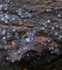 Attēlu rezultāti vaicājumam “Mollisia cinerea”