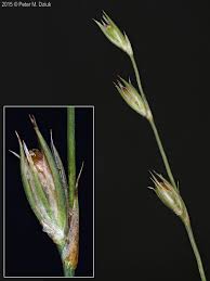 Attēlu rezultāti vaicājumam “Juncus bufonius fruit”