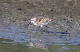 Image result for Calidris pusilla