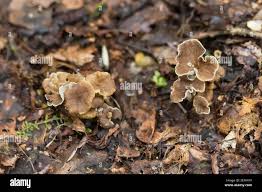 Attēlu rezultāti vaicājumam “Pseudocraterellus sinuosus”