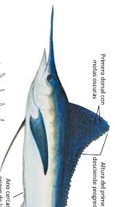 Image result for Kajikia albida