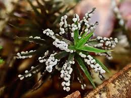 Attēlu rezultāti vaicājumam “Physarum conglomeratum macro”